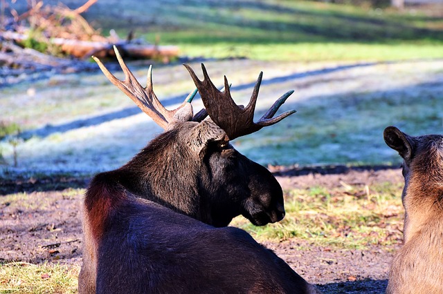 Sweden Moose
