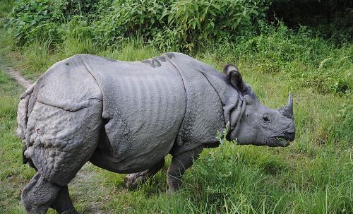 Indian Rhinoceros