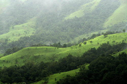 Shola Grasslands And Forests Kudremukh National Park Karnataka