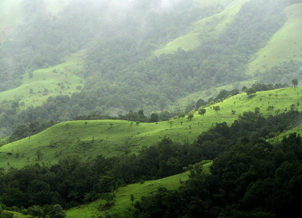 Shola Grasslands And Forests Kudremukh National Park Karnataka