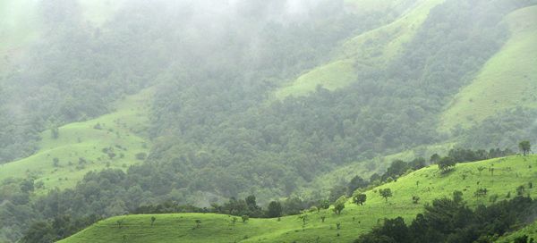 Shola Grasslands and forests in the Kudremukh National Park, Western Ghats, Karnataka