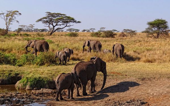 Serengeti African Elephants