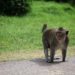 Monkey on Road