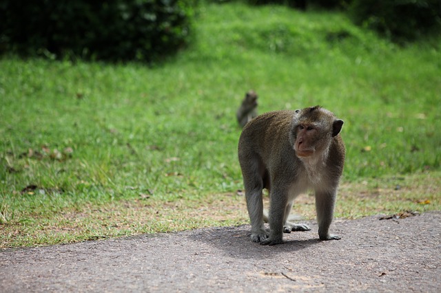 Monkey on Road