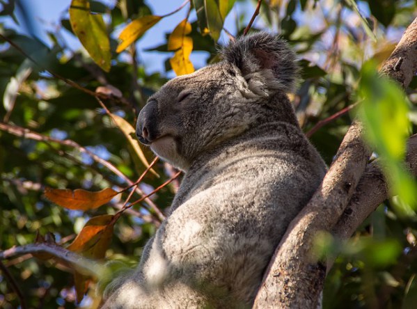 Koala Bear Queensland, Australia