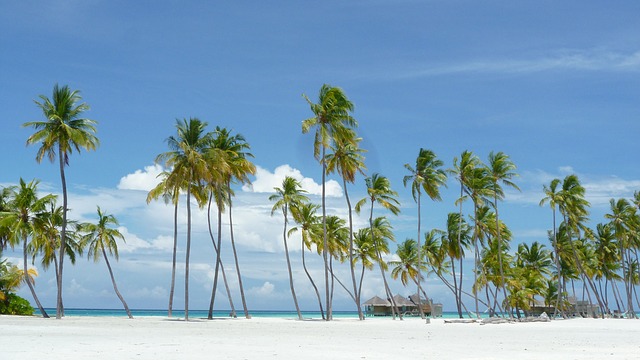 Maldives Palms