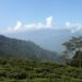Darjeeling Hillside India West Bengal. Photo by flowcomm. License: CC BY 2.0.