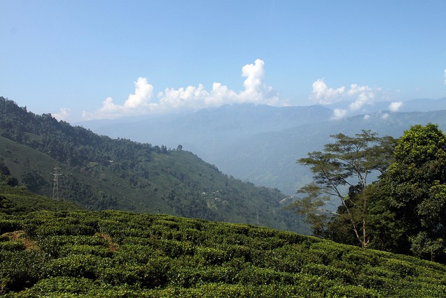 Darjeeling Hillside India West Bengal. Photo by flowcomm. License: CC BY 2.0.