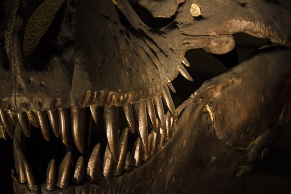 Dinosaur Skeleton
