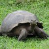 Galapagos Islands Tortoise