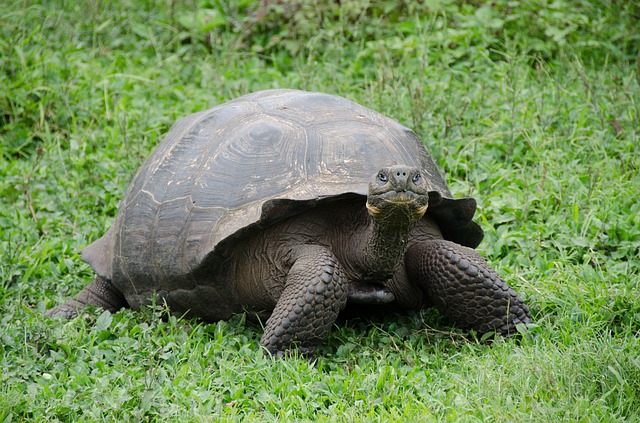 Galapagos Islands Tortoise