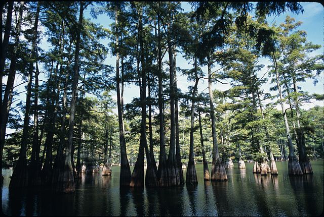 Trees At Big Thicket National Preserve Texas