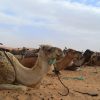 Morocco Merzouga Sahara Desert Camels