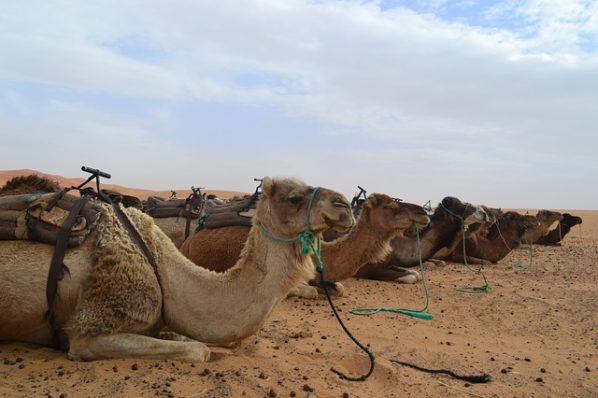 Morocco Merzouga Sahara Desert Camels