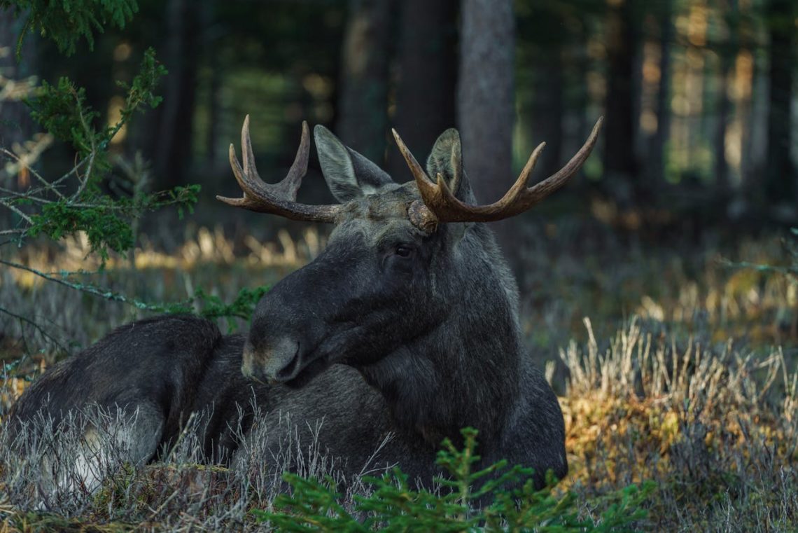 Elk Hunting Field Dressing