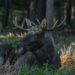 Elk Hunting Field Dressing