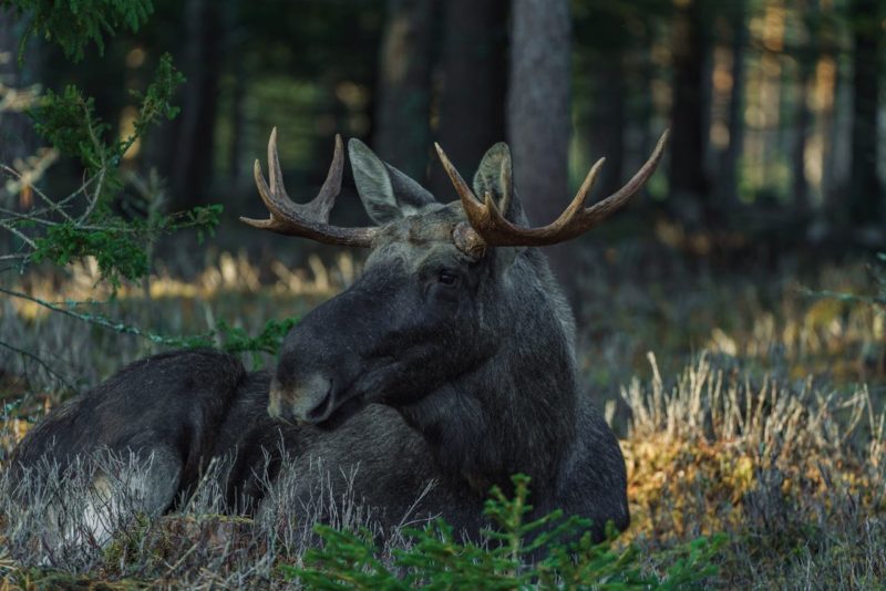 Elk Hunting Field Dressing